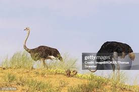 Image result for Tribulus zeyheri