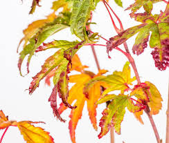 Wenn japanischer ahorn richtig gepflanzt wird, wächst er doppelt so schnell und lebt mindestens doppelt so lange wie ein falsch gepflanzter baum. Japanischer Ahorn Vitifolium Acer Japonicum Vitifolium Gunstig Online Kaufen