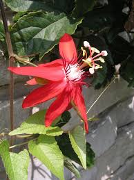 Image result for Passiflora vitifolia