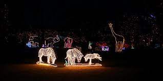 Zebra Lights Denver Zoo Zoo Lights Rocky Mountains