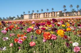 Best Flower Fields In The United States You've seen florida's beautiful wildflowers. best flower fields in the united states