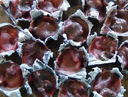 Finden sie ihr autoersatzteil in unserem sortiment. Make Your Own Fire Starters Mom Prepares