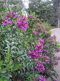 Image result for Polygala