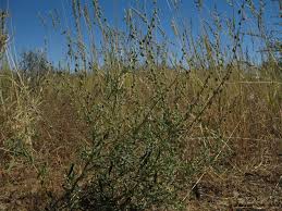 Image result for Crotalaria sphaerocarpa