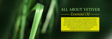 Vetiver essential oil has many uses and benefits, but what really surprises most people is its distinctive ability to cool. Everything You Need To Know About Vetiver Essential Oil Pt Tamba Sanjiwani Natural Way Of Life