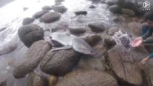 A group of south african surfers and lifeguards last month rescued a baby great white shark which was being smashed onto rocks by waves. Sa Surfers Rescue Baby Great White Shark Youtube