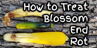 Check spelling or type a new query. How To Treat Blossom End Rot Before It S Too Late Thistle Downs Farm