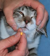 Cat's certainly have a mind of their own, and they don't care. Giving Oral Medications To Your Cat