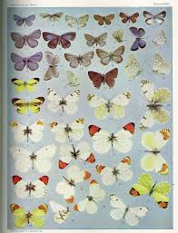 Botanicals Butterflies Specimen Book Collections Free Printables Nest Of Posies Botanical Prints Rare Books Jobs In Art