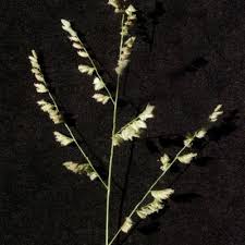 Image result for Eragrostis echinochloidea