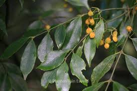 Image result for Myrianthus