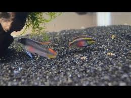 Her Turle Yasayan Kribensis Baligi Aquarium Fish Tank Uretimi Youtube