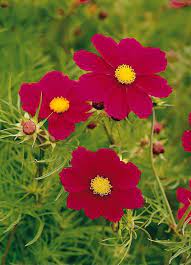 Cosmos Bipinnatus Versailles Carmine Flowers Cosmos Romantic Gift