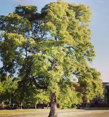 Image result for Terminalia gazensis