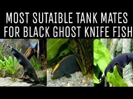 Tank Mates For Black Ghost Knife Fish