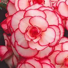 First Love Tuberous Begonia In 2021 Begonia Easy To Grow Bulbs Colorful Flowers