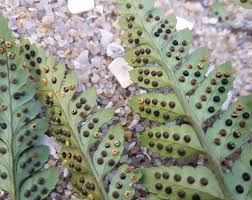 Image result for Rumohra