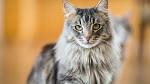 The 25 Most Popular Cat Breeds In The World ... - CatTime