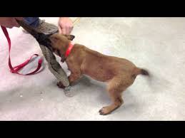 J ai une petite chienne malinois de 3 mois. Irak Chiot Malinois 2 Mois En Pension Dressage Youtube