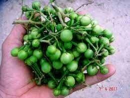 Masukkan labu siam, kacang panjang, dan terong. Terong Pokak Steemit