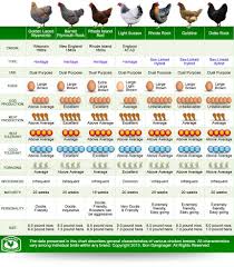 Top Chicken Breed Comparison Infographic Homesteader