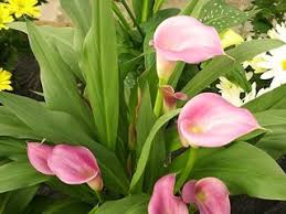Rub them off lingering dirt and soil. Repotting Calla Lillies Lily Plants Calla Lily Flowers Calla Lily