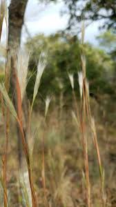Image result for Andropogon eucomus