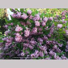 Image result for Deutzia hybrida Pink Pompon