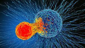 Scientists believe that it is the interaction of many factors together that produces cancer. Immune Discovery May Treat All Cancer Bbc News