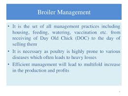 broiler management