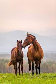 Jan 04, 2020 · there's so much to learn about horses.with all the different breeds, types and disciplines, a horse enthusiast can look forward to a lifetime of learning. Ultimate Horse Quiz Questions And Answers 2021 Quiz