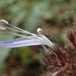 Image result for Brachystephanus