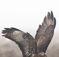 Assassin S Creed Odyssey Birds Of A Feather All Locations 