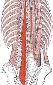 The spaces between the vertebrae are maintained by intervertebral discs that act like shock absorbers throughout the spinal column to cushion the bones as the body moves. Muscles Of Back Simplified Epomedicine