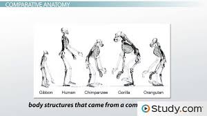 *notes in red are for teacher version/answer key. Scientific Evidence That Supports Evolution Video Lesson Transcript Study Com