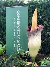 Corpse Flower Reddit Best Flower Wallpaper