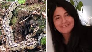 Ana Marias skräck i svampskogen: ”Skulle precis plocka kantarellen och när  såg jag två stora ögon”. Hör mer här:  https://www.sverigesradio.se/artikel/ana-marias-skrack-i-skogen-kungspyton-bland-kantarellerna  Foto: Privat