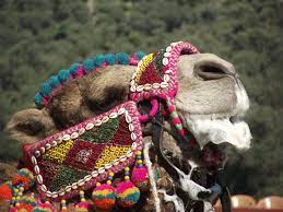 It's worth noting right off the bat that this is in no way scientific; Camel Wrestling In Turkey Rules Entertainment And Protocol