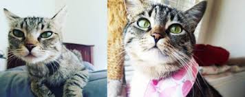 Please comment here using either facebook or wordpress (when available). Blog Nhv Natural Pet Products