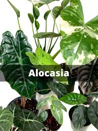 Image result for Allocassine