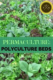 Polyculture Gardening Examples Family Food Garden Permaculture Permaculture Gardening Organic Gardening Tips