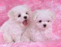 Find malteses for sale in orlando on oodle classifieds. Adorable Teacup Maltese Puppies With Papers For Sale In Miami Florida Classified Americanlisted Com