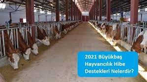 Kosgeb destekleri 2021 yılı hakkında tüm gereken bilgileri bu sayfamızda hazırladık. 2021 Buyukbas Hayvancilik Hibe Destekleri Nelerdir