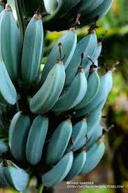 Do You Know These Blue Java Bananas That Taste Like Ice Cream Originated From Southeast Asia Seasia Co In 2021 Banana Plants Banana Tree Fruit Trees