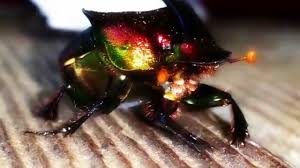 Rainbow scarabs, phanaeus vindex macleay, are members of the beetle family scarabaeidae, which along with the family geotrupidae, are commonly known as dung beetles (bertone et al. Rainbow Scarab Beetle And Babies Phanaeus Vindex Youtube