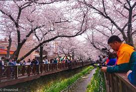 Namun keindahan musim semi tidak hanya pada bunga ini semata. Gambar Bunga Sakura Di Korea Selatan Jinhae Gunhangje Festival Bunga Sakura Terbesar Di Korea 7 Waktu Terbaik Untuk Melihat Gambar Bunga Bunga Sakura Bunga