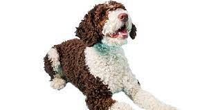 O cão d'água espanhol é uma raça desenvolvida por pastores na espanha para trabalhar como pastor, assim como animal de caça e ajudante de existem muitas histórias sobre a origem do cão d'água espanhol. Cao D Agua Espanhol Guia Completo De Racas De Caes Cachorrogato