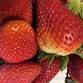 Annie's Signature Sweets - FOOLPROOF FRESH...