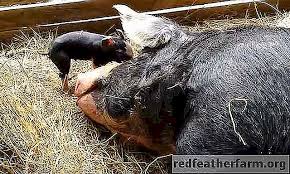 Penyebaran berita tidak benar dan berita palsu juga meningkat. Pasteurellosis Babi Vaksin Babi Pasteurellosis Foto Haiwan 2021