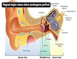 Maybe you would like to learn more about one of these? Proses Mendengar Bunyi Dan Penjelasan Bagaimana Telinga Bekerja